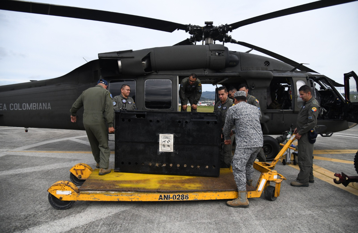 Dos Osos Andinos fueron trasladados por la Fuerza Aérea Colombiana hacia un santuario para esta especie