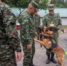 11 ejemplares caninos del Ejército Nacional se graduaron para detectar explosivos y narcóticos en el centro del país