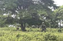 Ejército ubicó artefacto explosivo improvisado en Tibú, Norte de Santander
