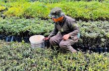 Vivero San Jorge del Ejército Nacional está para la reforestación y autoconsumo, capacitando a soldados en sostenibilidad