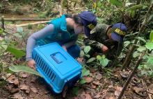 Armada de Colombia continúa trabajando por la conservación de las especies en el pacífico colombiano