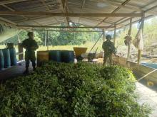 En Cauca, Desmantelados 4 Laboratorios para el procesamiento de pasta Base de coca