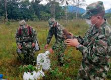 cogfm-ejercito-artemisa-reforestacion-putumayo-12.jpg