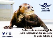 cogfm-fuerza-aerea-proteccion-especies-cali-04.jpg