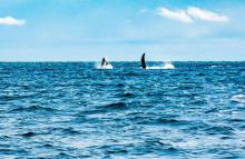 mas-de-215-mil-personas-visitaron-buenaventura-durante-la-temporada-de-avistamiento-de-ballenas-dimar.jpg