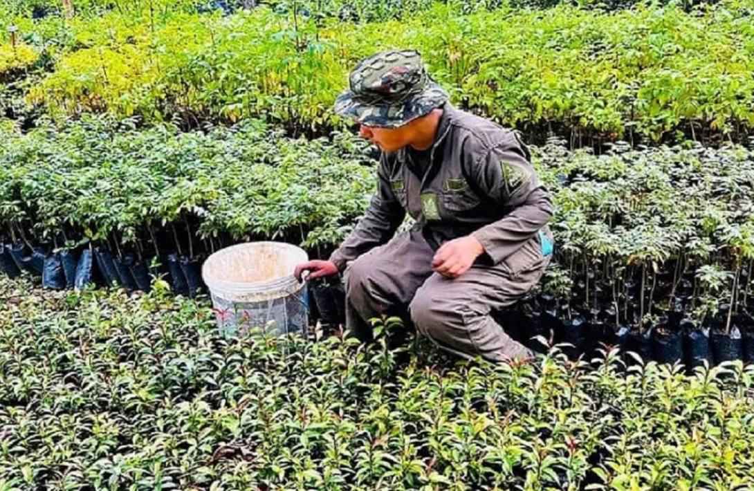 Vivero San Jorge del Ejército Nacional está para la reforestación y autoconsumo, capacitando a soldados en sostenibilidad
