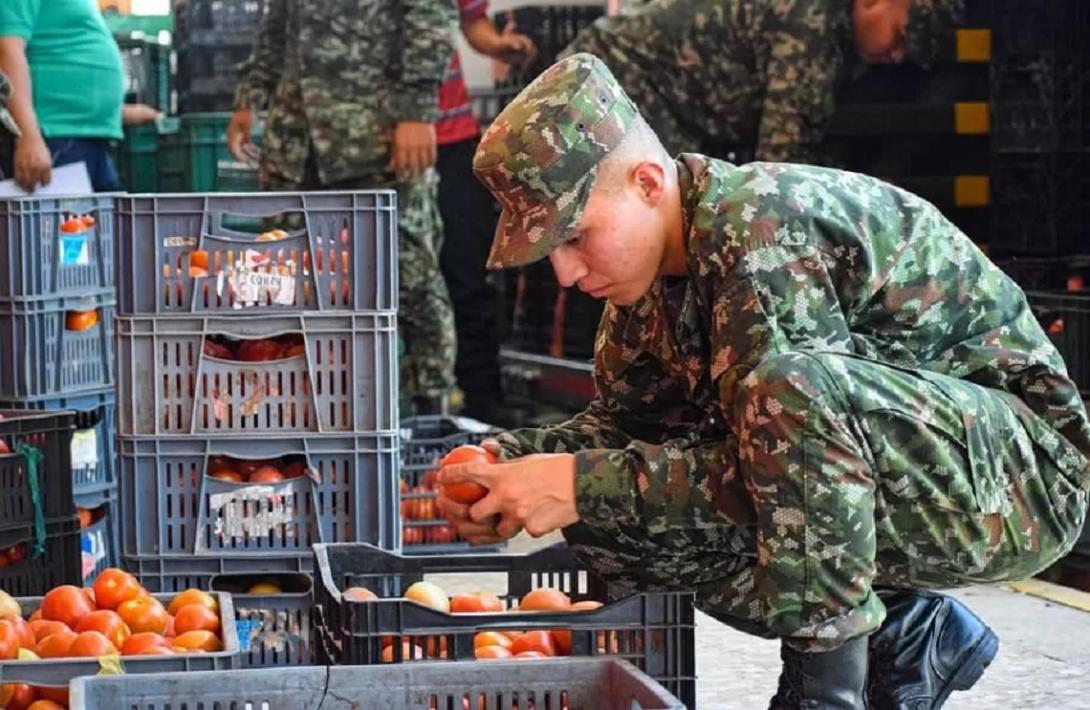 Misión Cauca: llegó a Cali la primera cosecha de tomates de productores de Argelia que la apostaron a la sustitución de cultivos