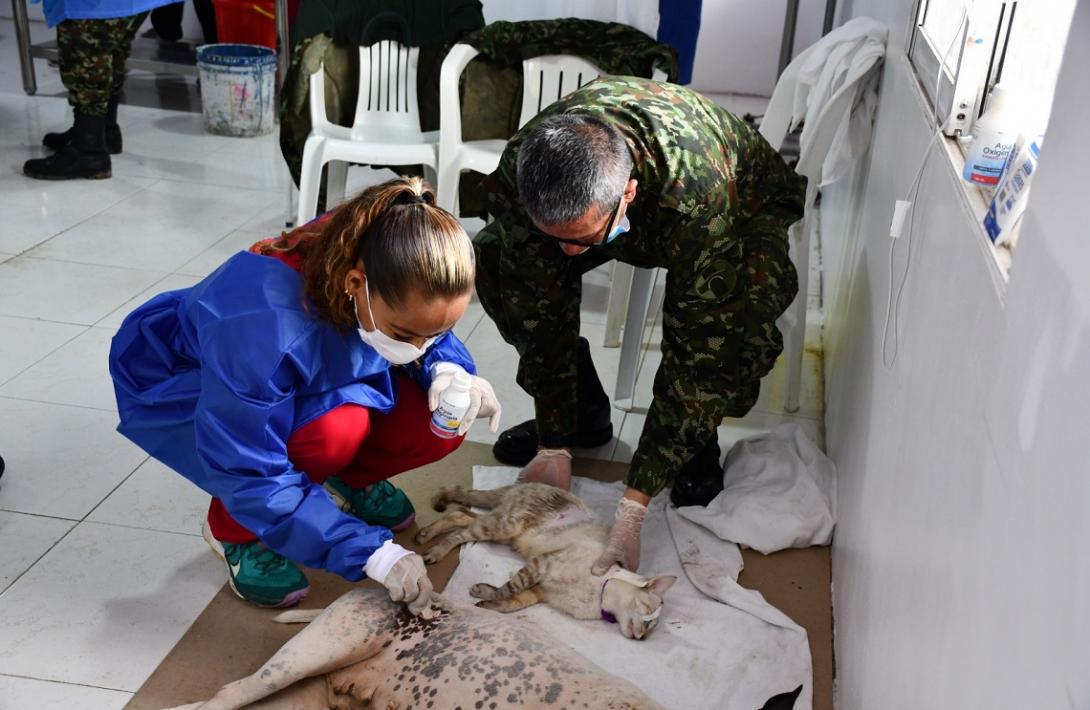 Más de 150 animales de compañía fueron esterilizados en la isla de San Andrés