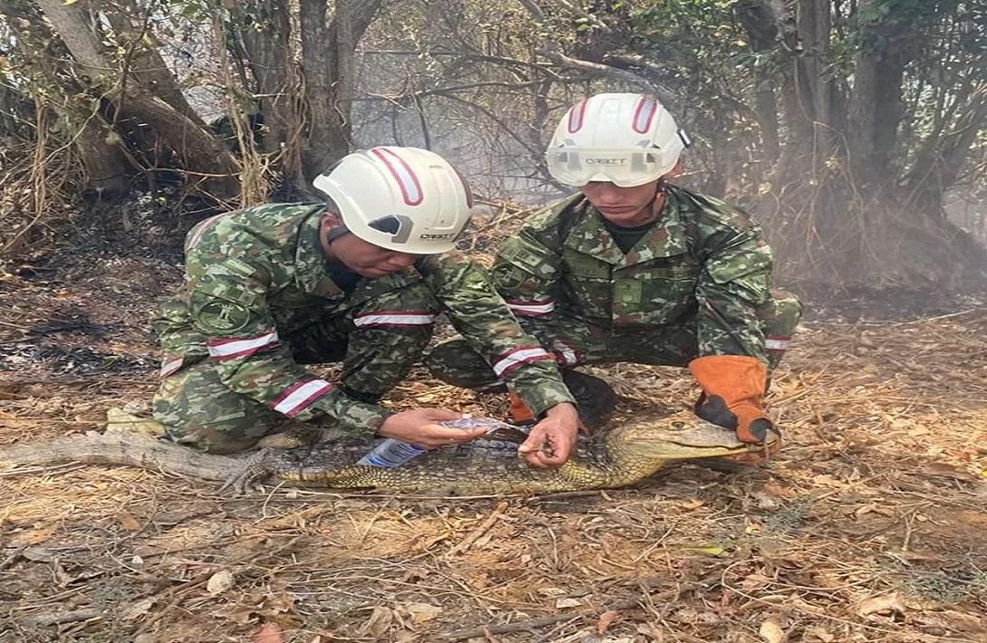 2.435 ejemplares de fauna y flora han sido recuperados en Colombia por el Ejército Nacional en lo corrido del 2024