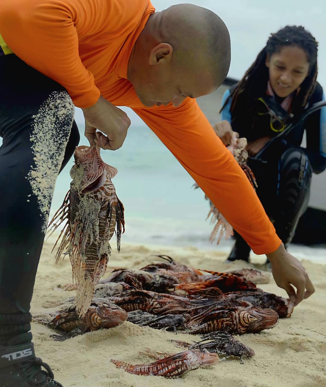 Armada de Colombia y Lionfish Expedition controlan la presencia de Pez León  