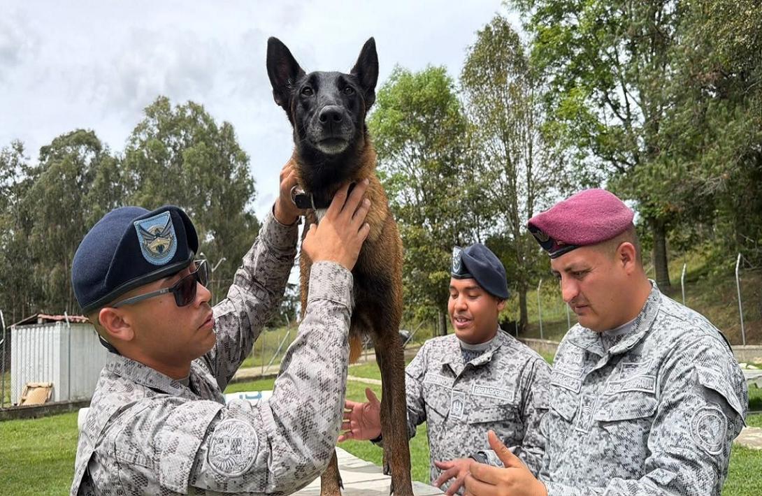 Bienestar integral: el cuidado que fortalece a los caninos militares