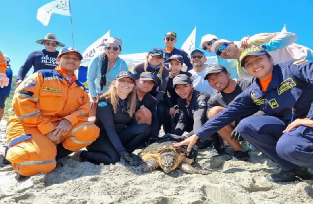 Colombian Navy participates in the release of sea turtles | Comando ...