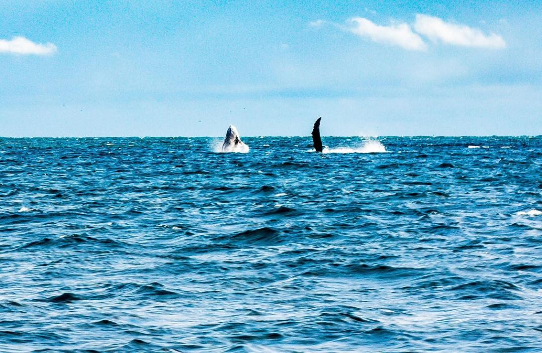 mas-de-215-mil-personas-visitaron-buenaventura-durante-la-temporada-de-avistamiento-de-ballenas-dimar.jpg